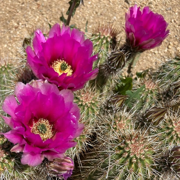 ✨Meet Your Poshers✨ - Picture 4 of 16